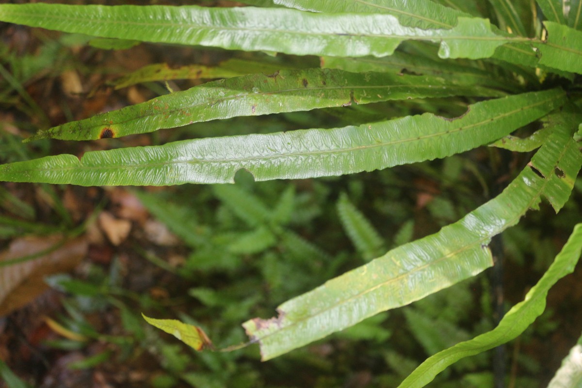 Alsophila sinuata  (Hook. & Grev.) R.M.Tryon